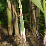 Neuaustrieb Arundo donax variegata.JPG